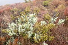 Olearia nummulariifolia