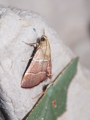 Stemmatophora flavicaput