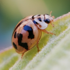 Cheilomenes sexmaculata