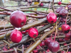 Malus sargentii