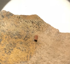 Leimonis erratica