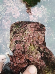 Ellisolandia elongata