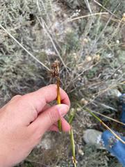 Scirpoides holoschoenus