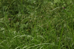 Glyceria arundinacea