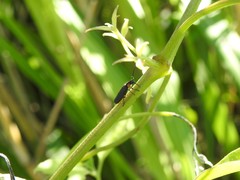 Polemius denticornis