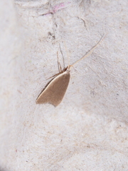 Homaloxestis multidentalis