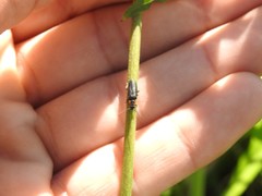 Polemius denticornis