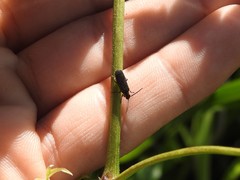 Polemius denticornis