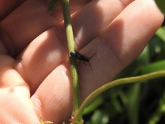 Polemius denticornis