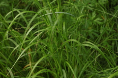 Glyceria arundinacea