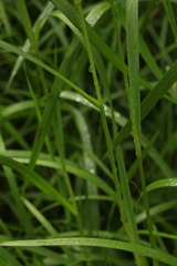 Glyceria arundinacea