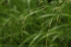 Glyceria arundinacea