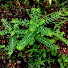 Phyllanthus amarus