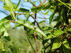 Disonycha bicarinata