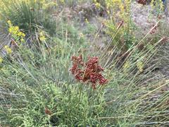 Juncus acutus