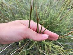 Juncus acutus