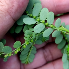 Phyllanthus amarus