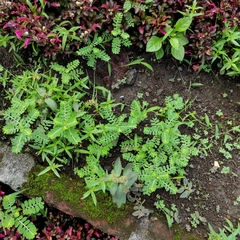 Phyllanthus amarus