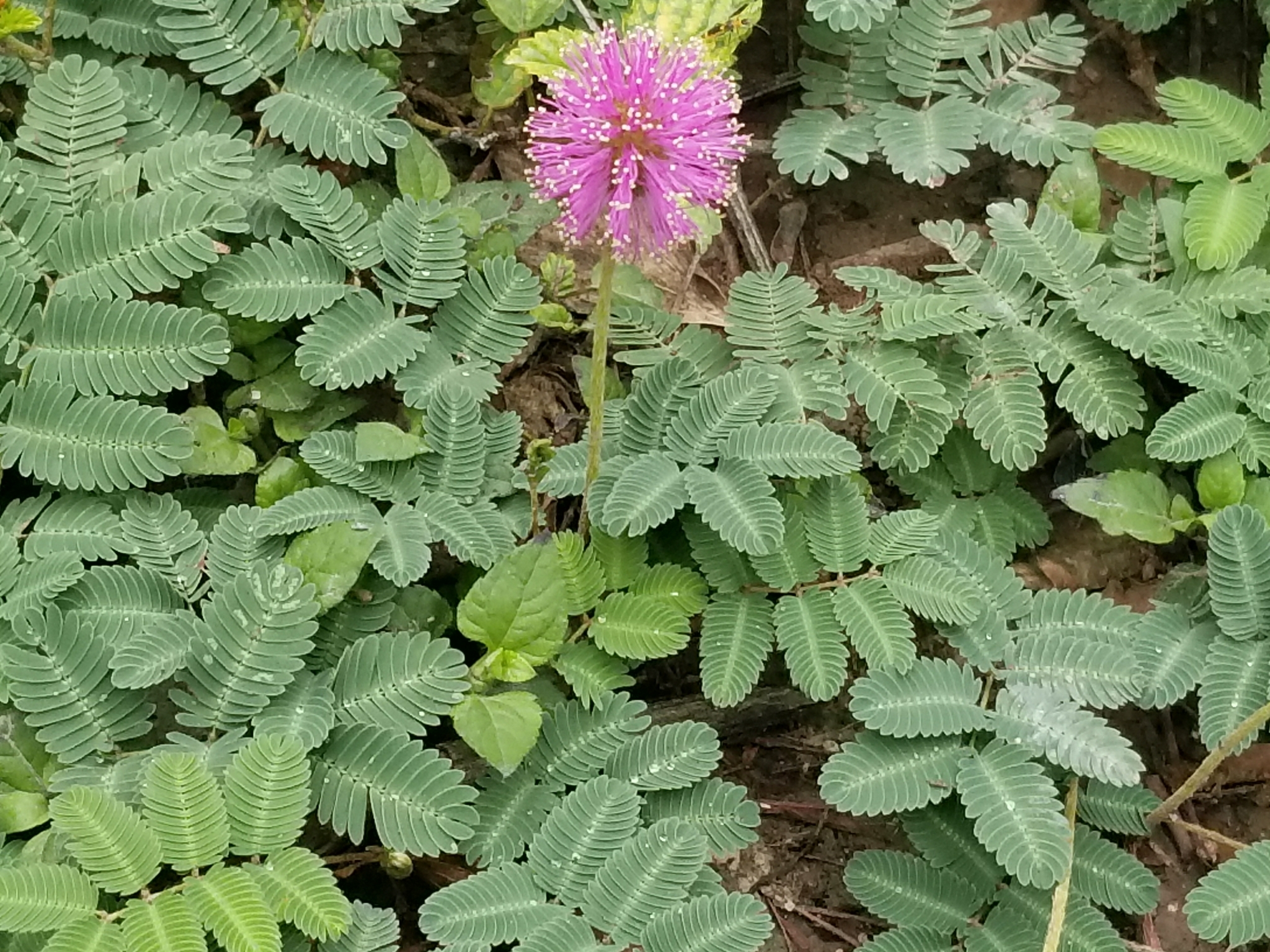 Mimosa strigillosa