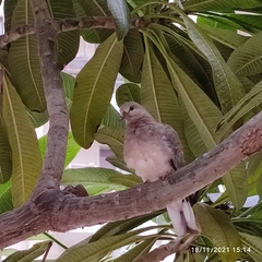 Streptopelia senegalensis