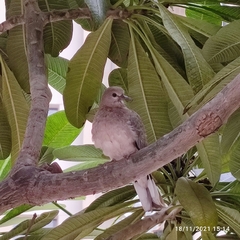 Streptopelia senegalensis