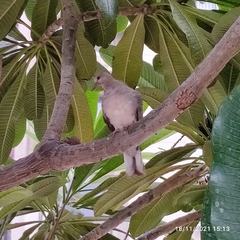 Streptopelia senegalensis