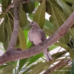 Streptopelia senegalensis