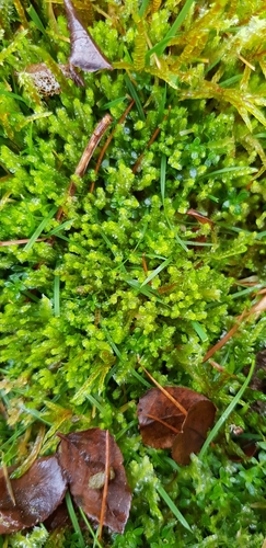 Image of Neoorthocaulis floerkei by (c) Helen Waterman, some rights reserved (CC BY)