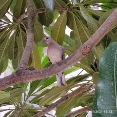 Streptopelia senegalensis