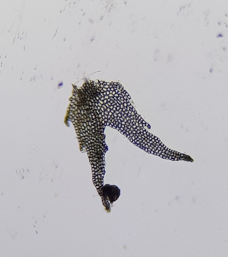 Image of Neoorthocaulis floerkei by (c) Helen Waterman, some rights reserved (CC BY)