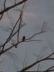 Glaucidium cuculoides