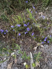 Chamaescilla corymbosa