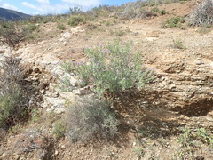 Jamesbrittenia fruticosa