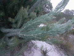 Adenanthos cygnorum