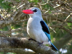 Halcyon senegaloides senegaloides