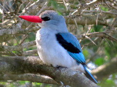 Halcyon senegaloides senegaloides
