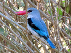 Halcyon senegaloides senegaloides