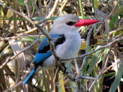 Halcyon senegaloides senegaloides
