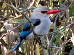 Halcyon senegaloides senegaloides