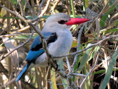 Halcyon senegaloides senegaloides