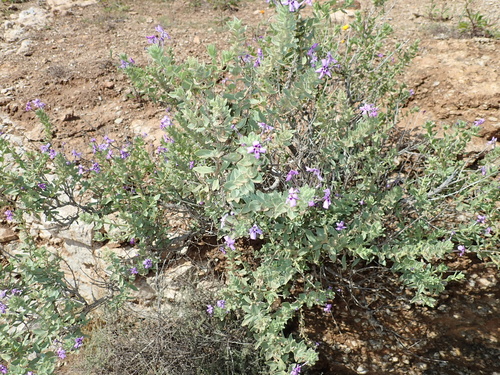 Image of Jamesbrittenia fruticosa by no rights reserved