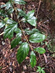 Viburnum integrifolium