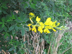 Genista stenopetala