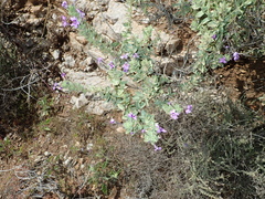 Jamesbrittenia fruticosa