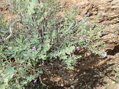 Jamesbrittenia fruticosa