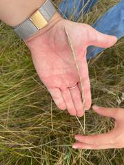 Elymus curvifolius