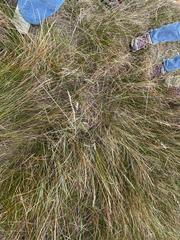 Elymus curvifolius