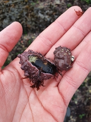 Lithophyllum incrustans