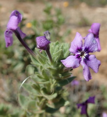 Jamesbrittenia fruticosa
