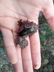 Lithophyllum incrustans